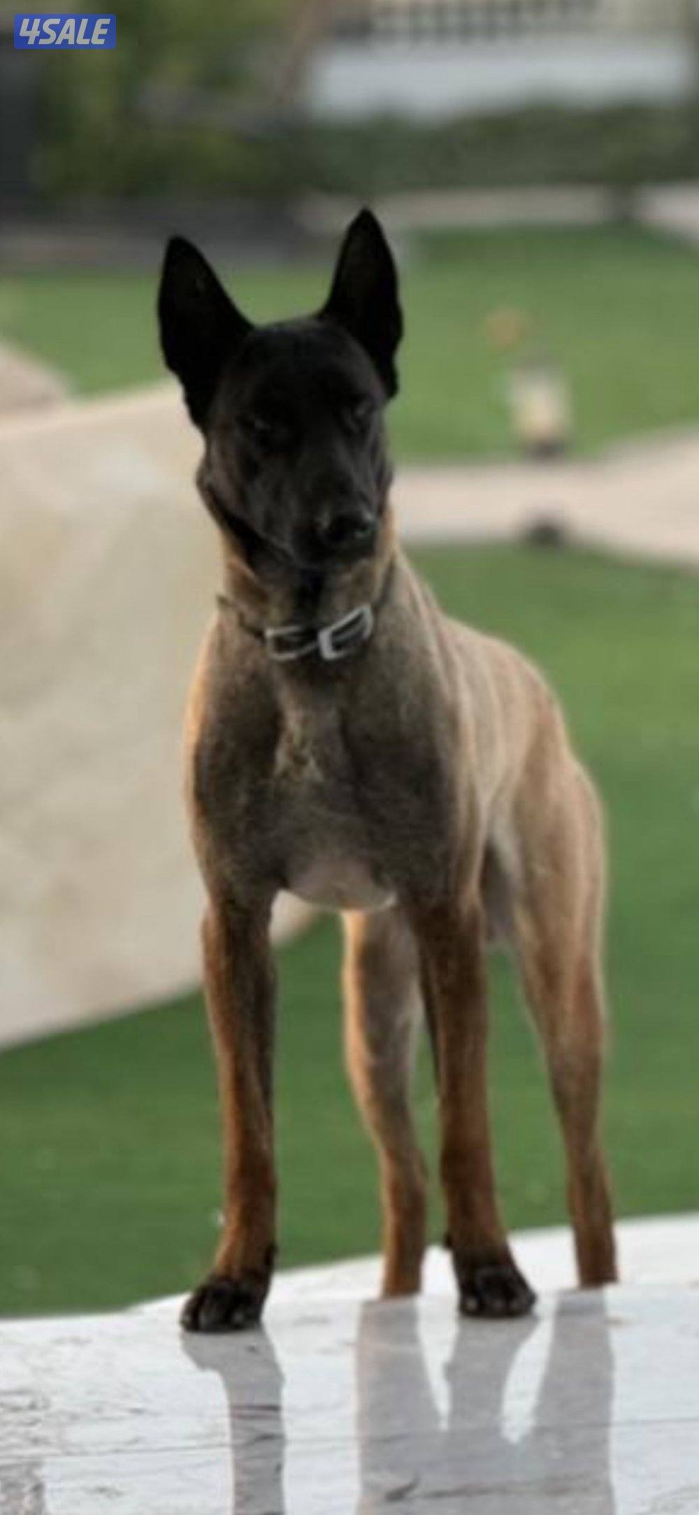 مالينو صربي3