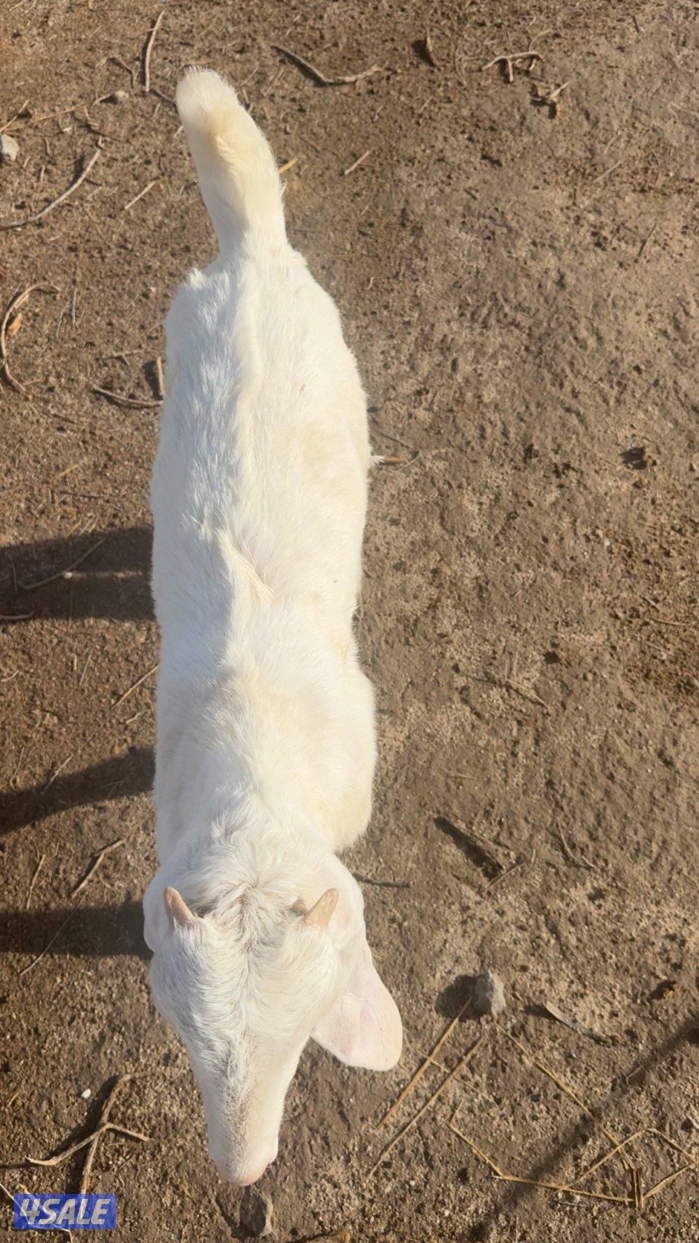 للبيع تيوس تحت امهاتهم0