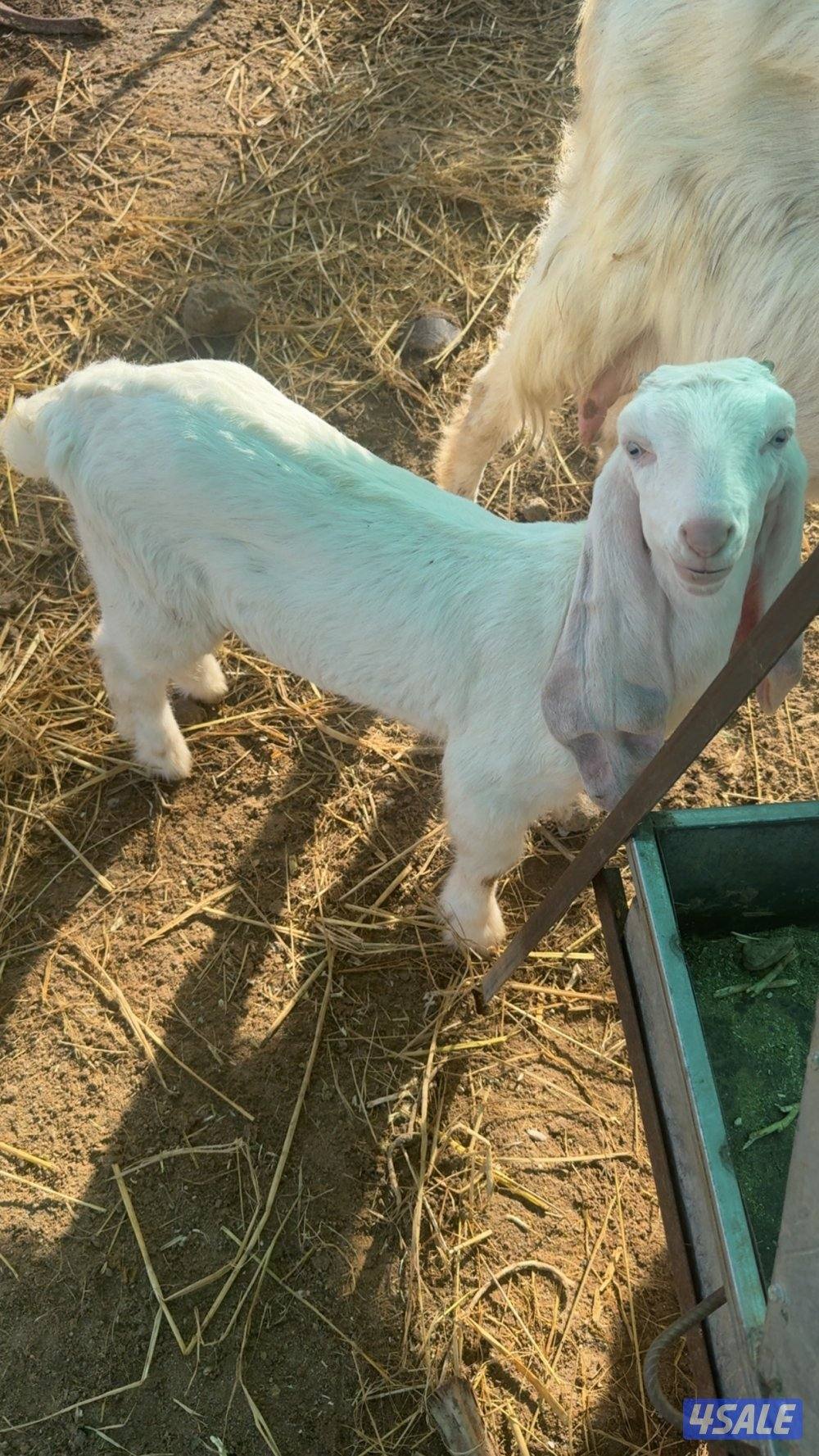 للبيع تيوس تحت امهاتهم1