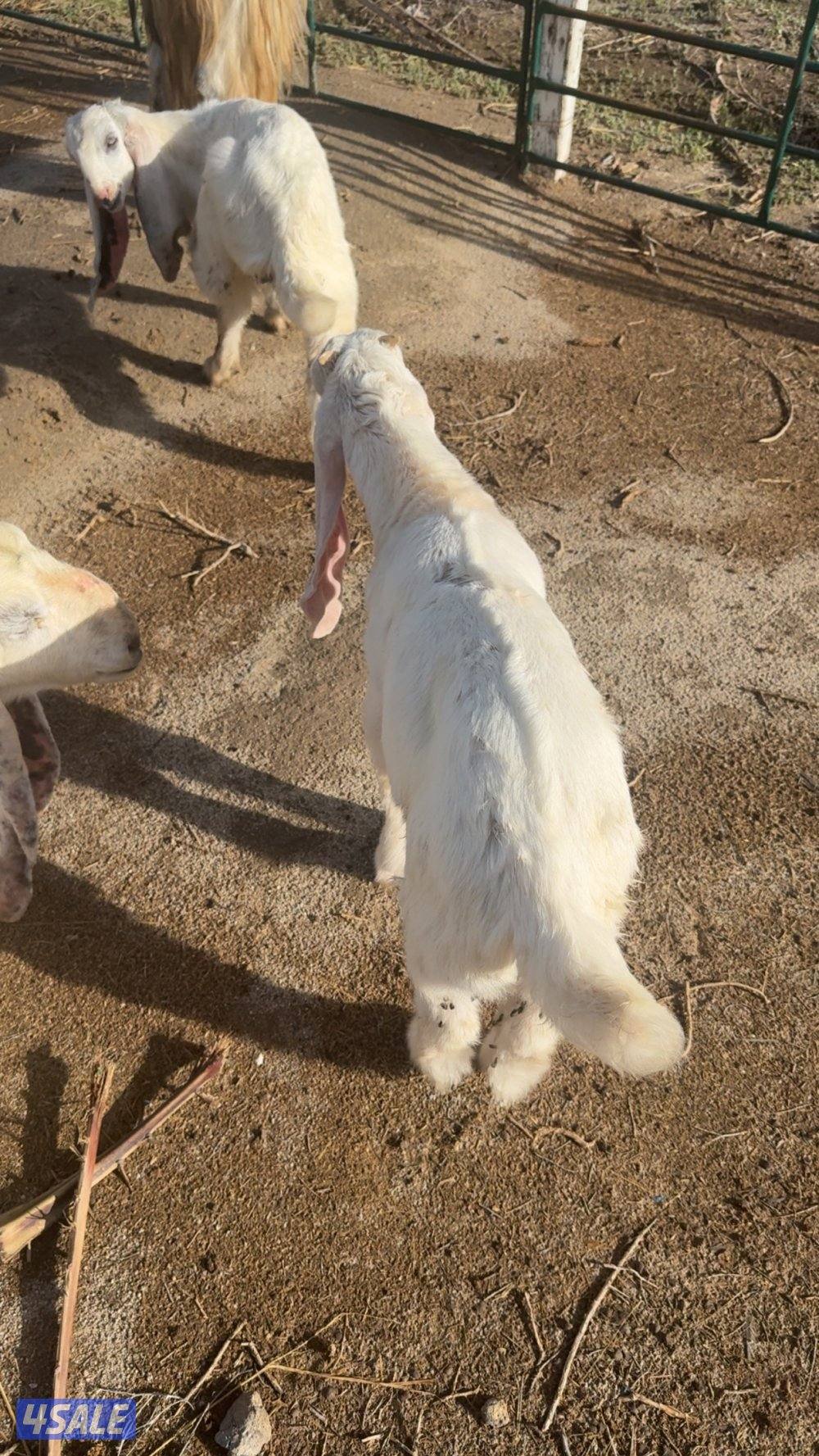 للبيع تيوس تحت امهاتهم2