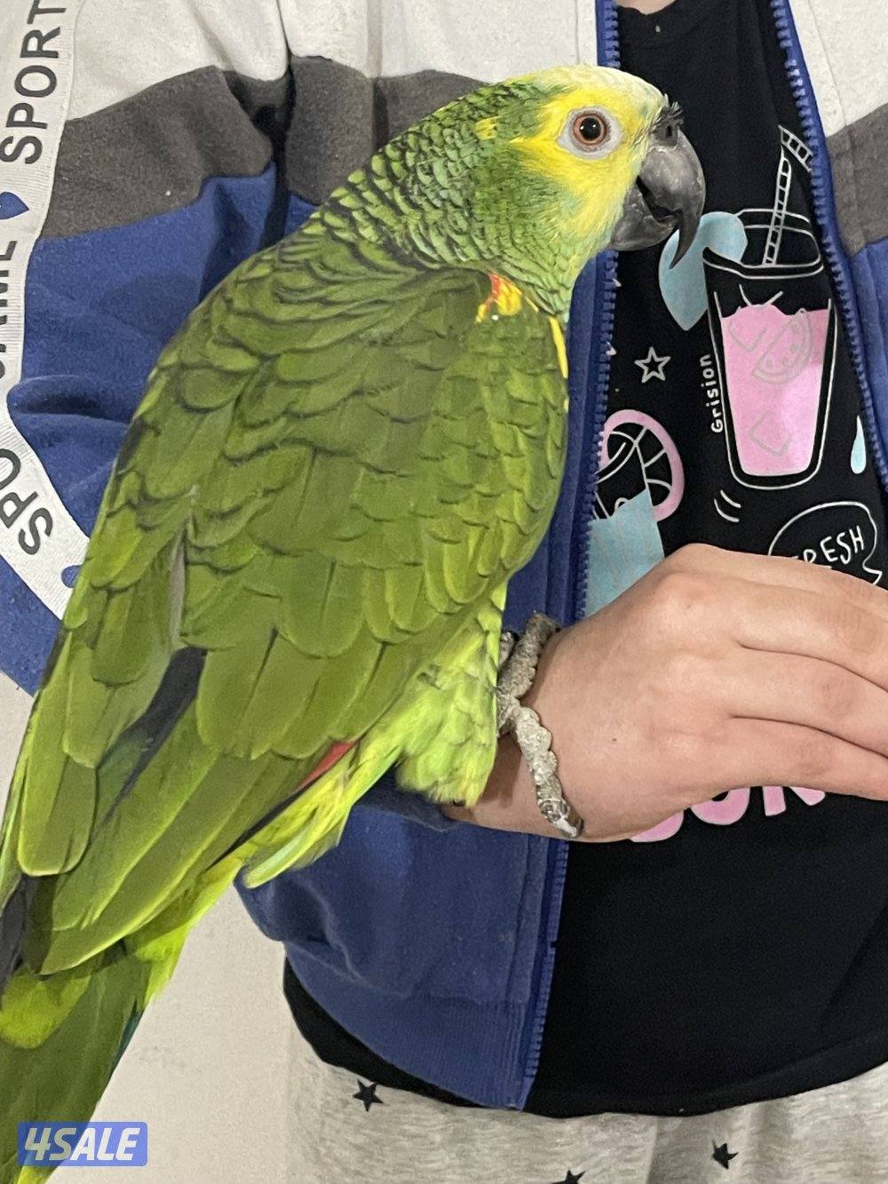 للبيع بالفرنتد جاكو1