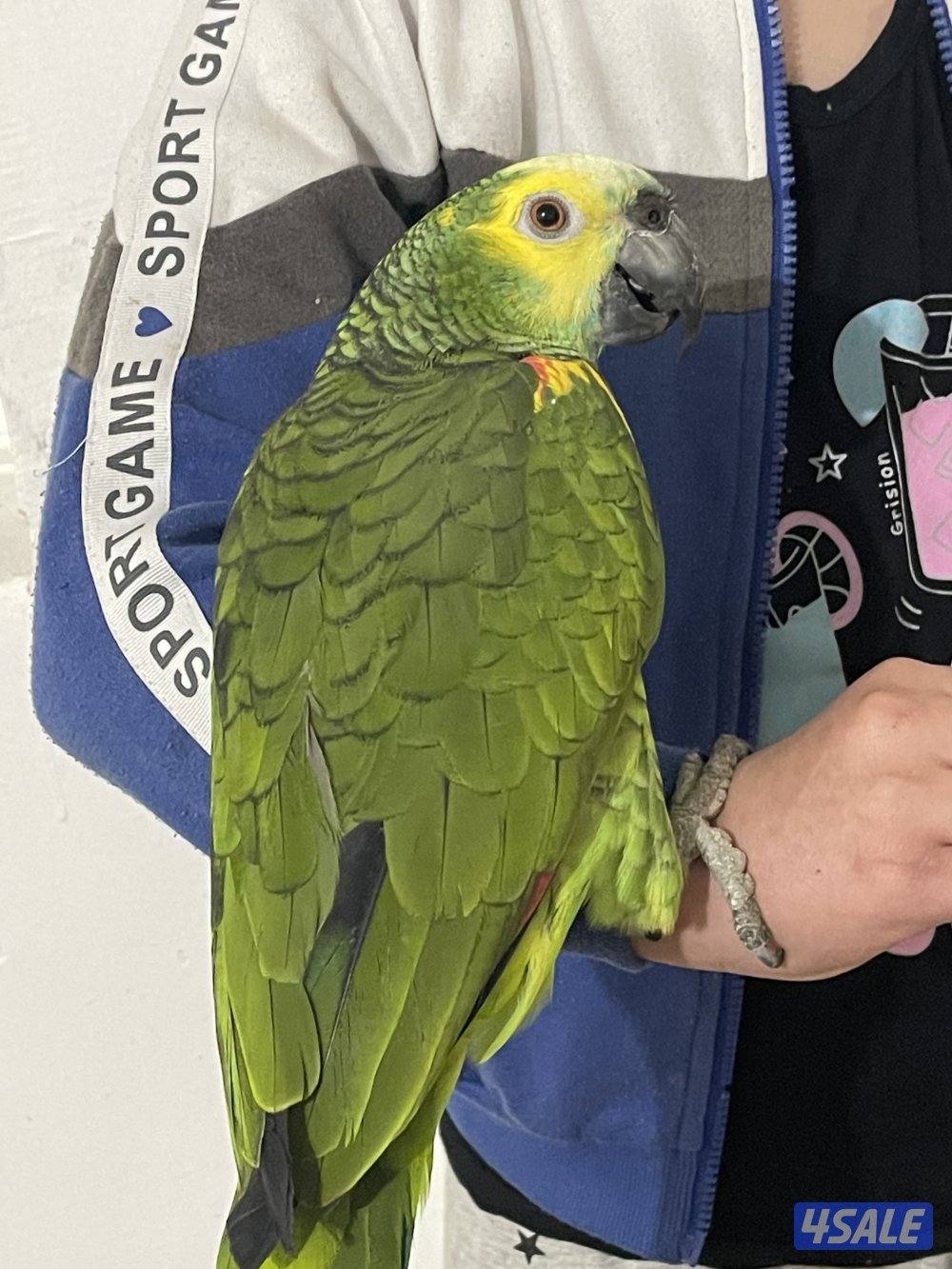 للبيع بالفرنتد جاكو3