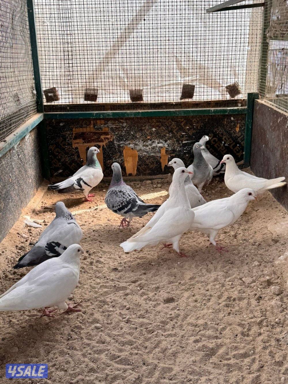 حمام مشكل لاحم زاجل ايس  موجودين بالبيت صحه جيده1