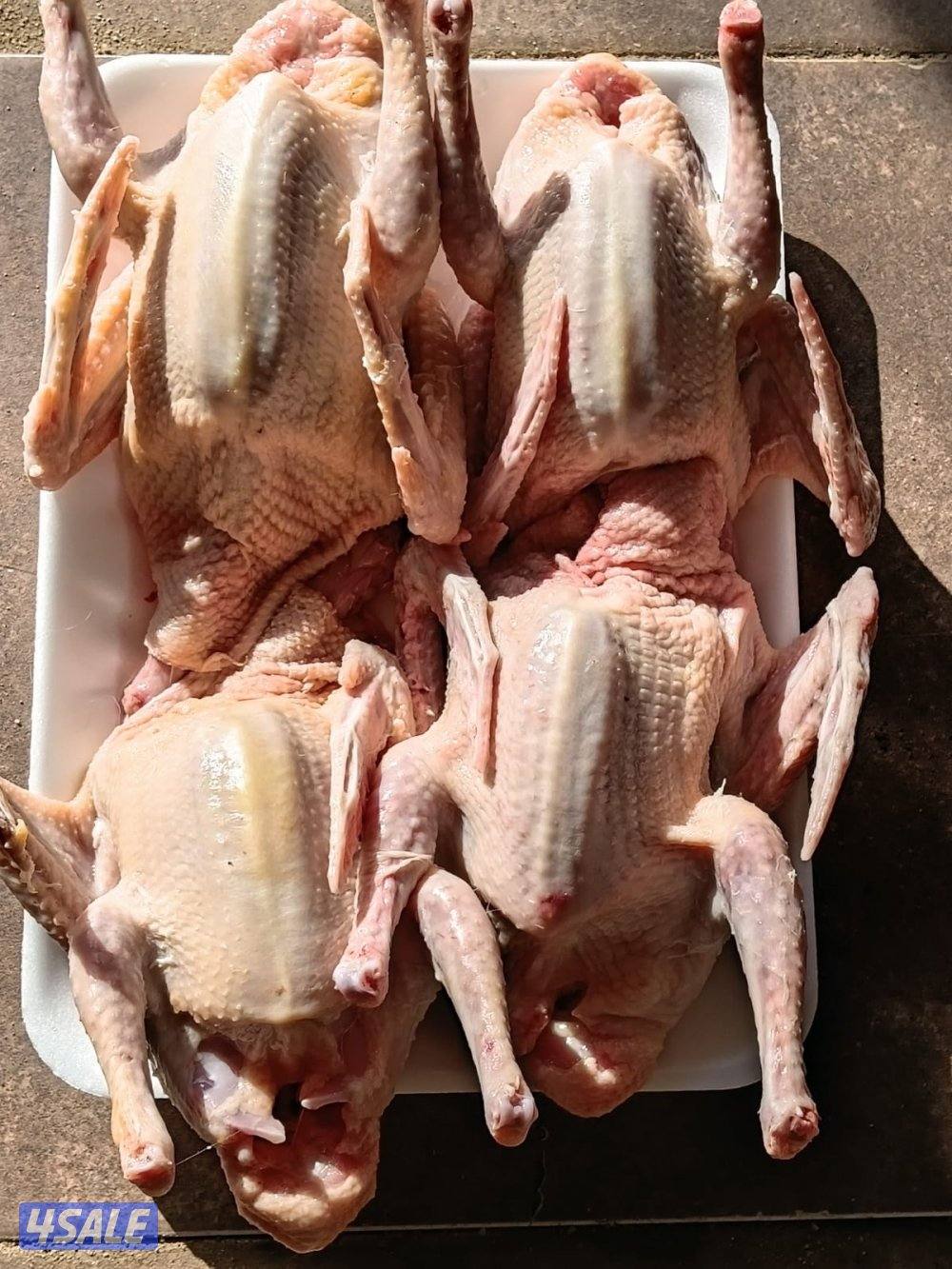 للبيع فروخ حمام العبدلي0