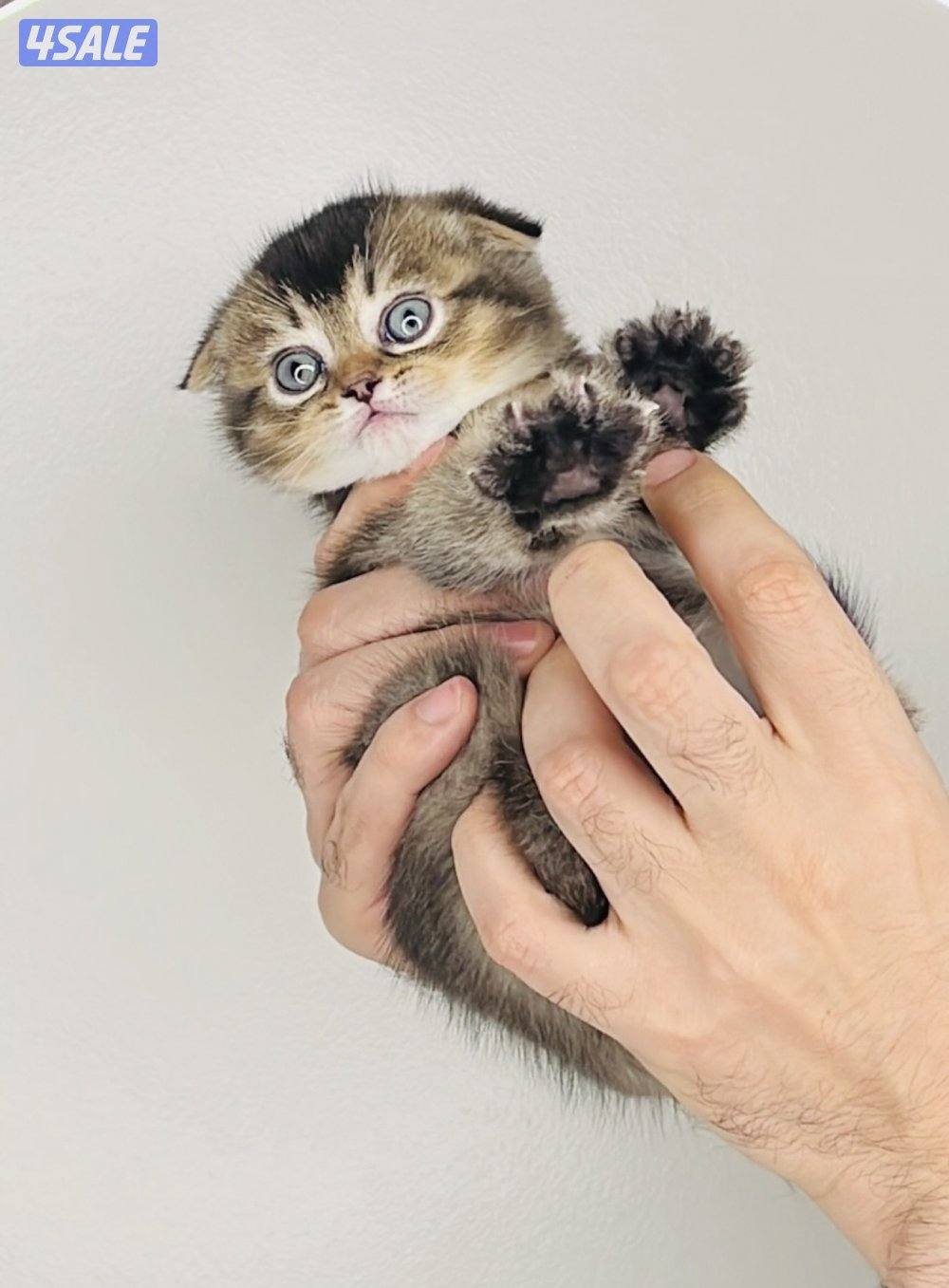 سكوتش شورت هير ،،،اقزام،،،التوصيل خلال ساعه ،،، بيووووور0