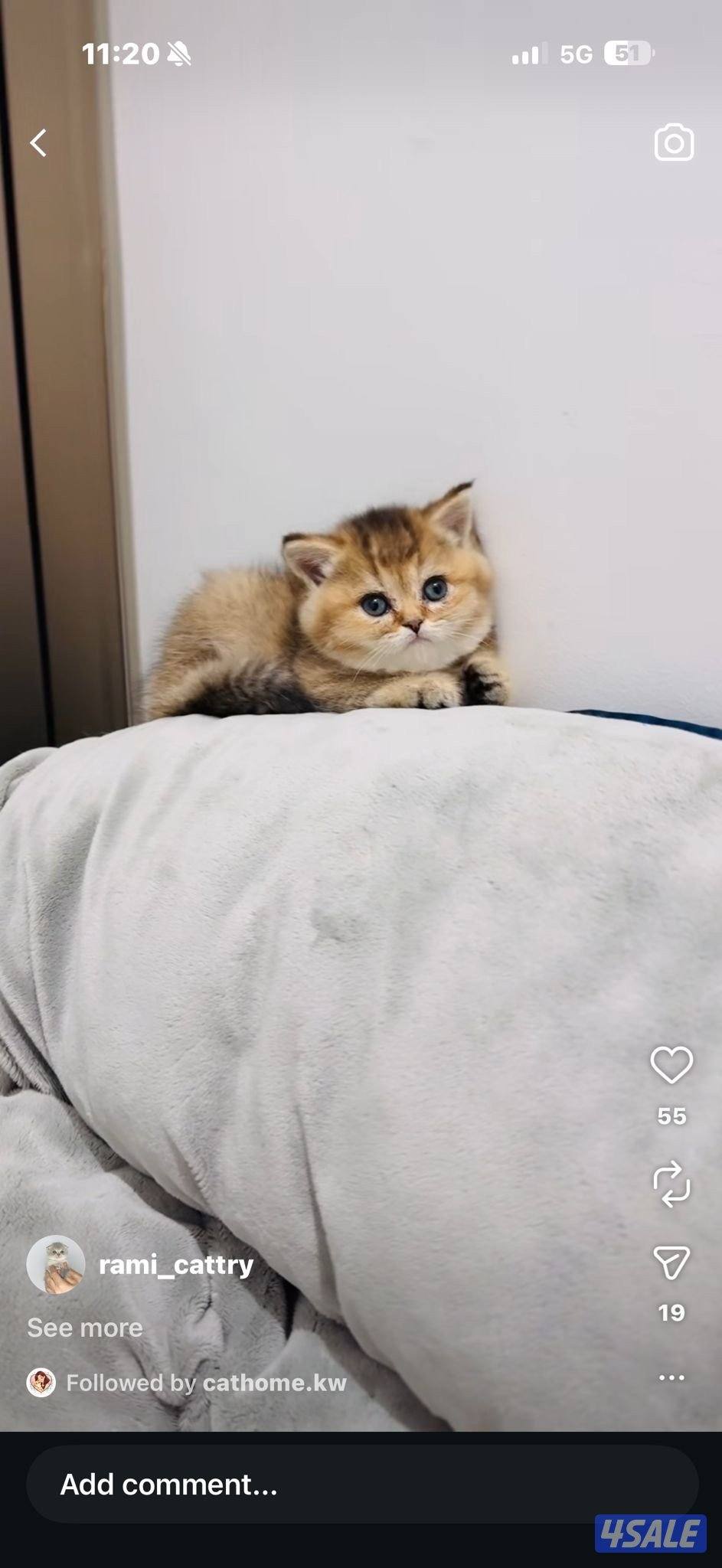 سكوتش شورت هير ،،،اقزام،،،التوصيل خلال ساعه ،،، بيووووور1