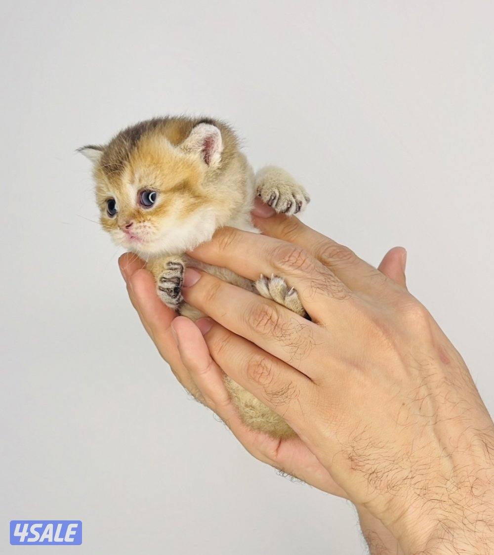 سكوتش شورت هير ،،،اقزام،،،التوصيل خلال ساعه ،،، بيووووور4