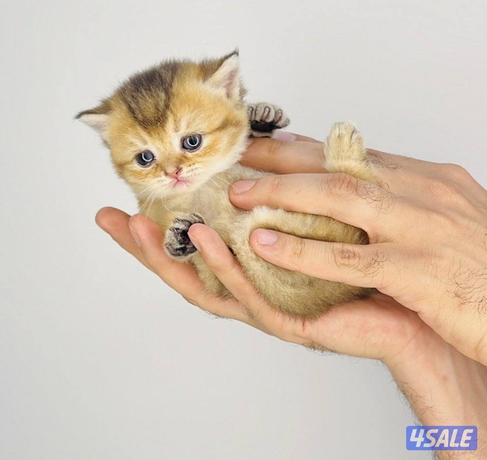 سكوتش شورت هير ،،،اقزام،،،التوصيل خلال ساعه ،،، بيووووور6