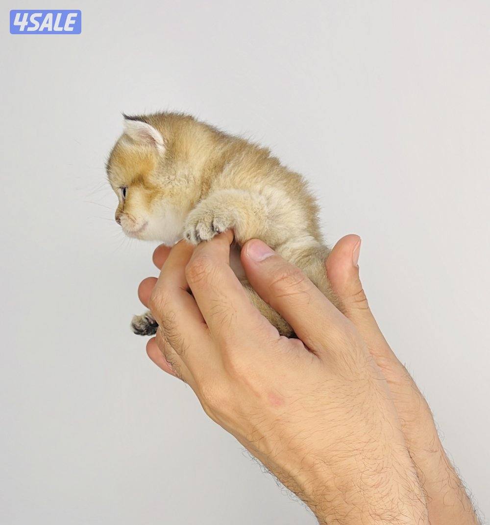 سكوتش شورت هير ،،،اقزام،،،التوصيل خلال ساعه ،،، بيووووور7