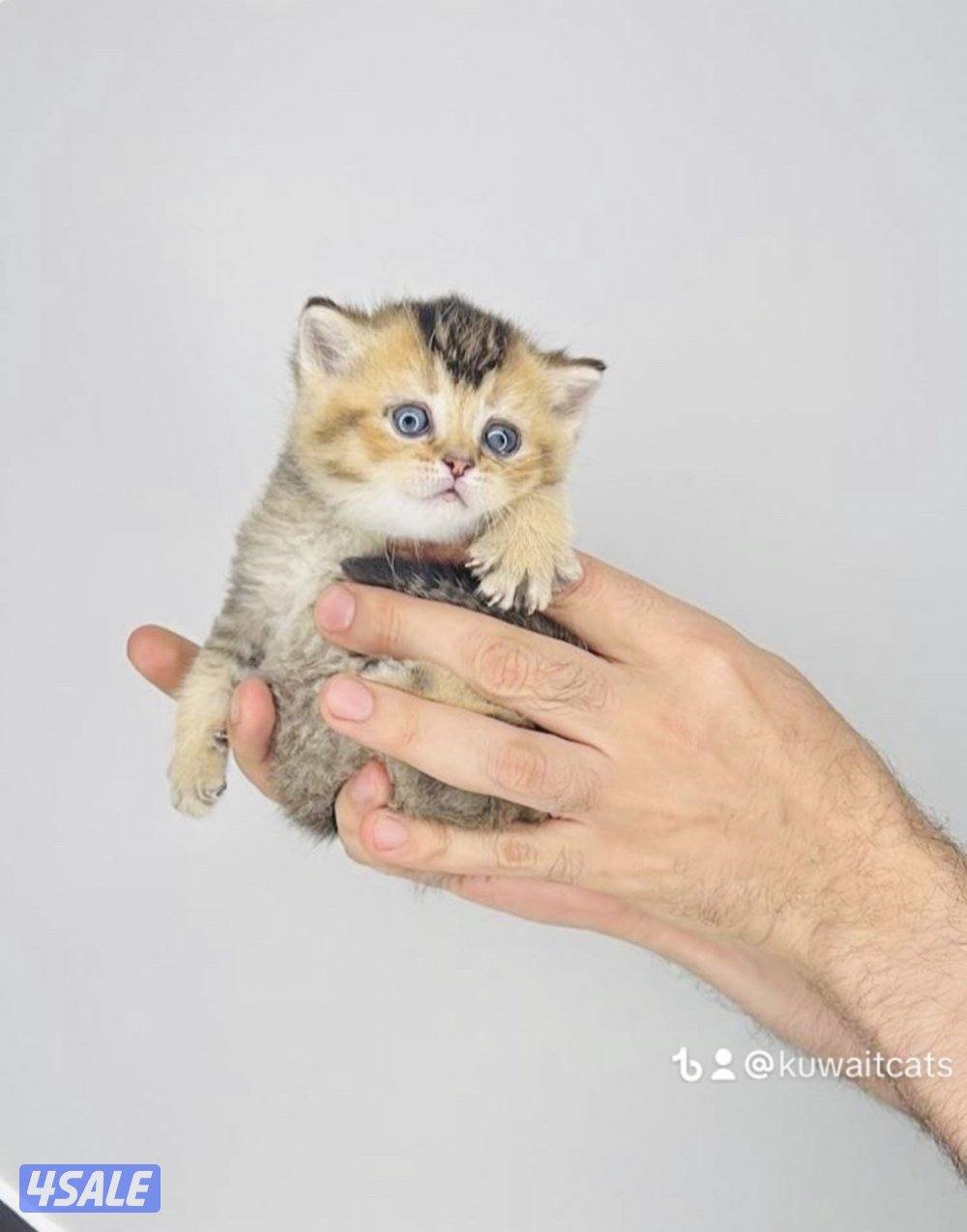 سكوتش شورت هير ،،،اقزام،،،التوصيل خلال ساعه ،،، بيووووور9