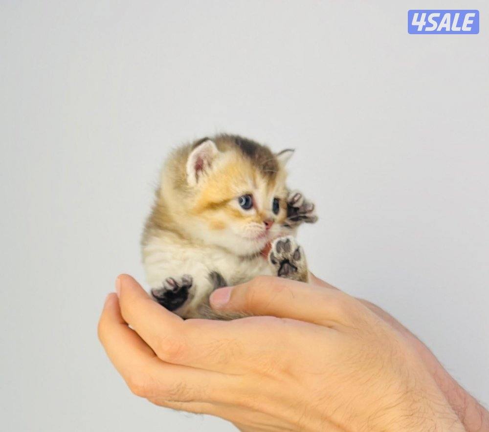 سكوتش شورت هير ،،،اقزام،،،التوصيل خلال ساعه ،،، بيووووور8