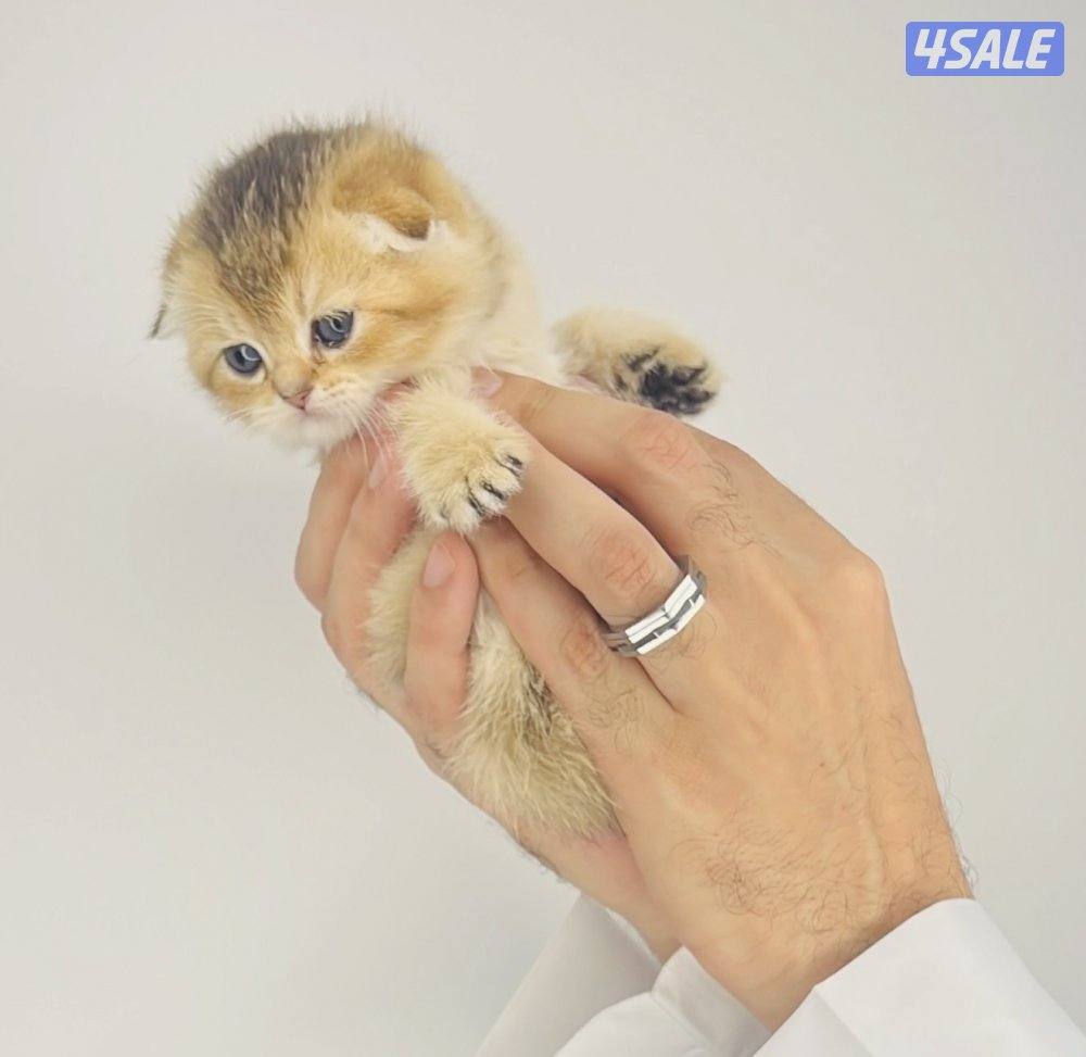 سكوتش شورت هير ،،،اقزام،،،التوصيل خلال ساعه ،،، بيووووور10