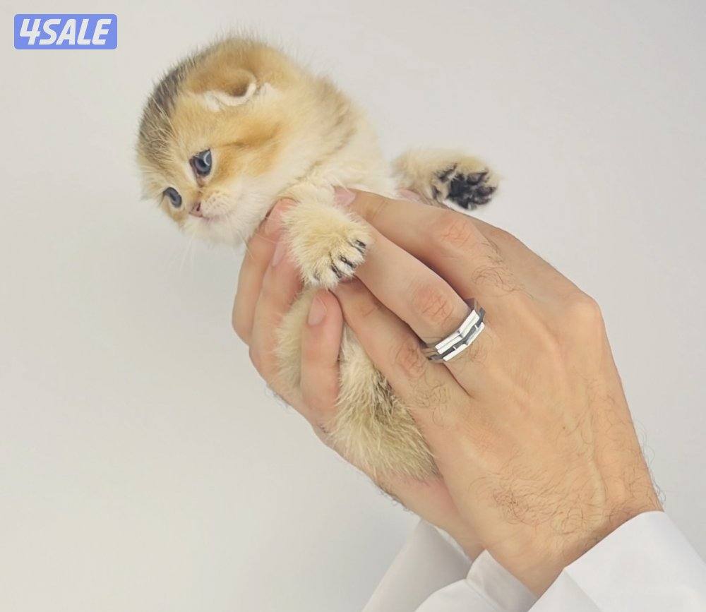 سكوتش شورت هير ،،،اقزام،،،التوصيل خلال ساعه ،،، بيووووور11