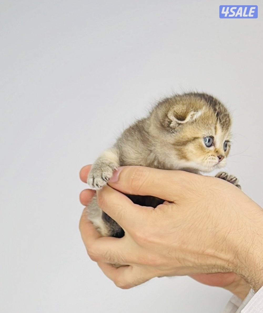 سكوتش شورت هير ،،،اقزام،،،التوصيل خلال ساعه ،،، بيووووور12