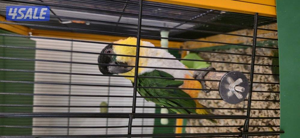 طير كايك(بلاك هيد)1