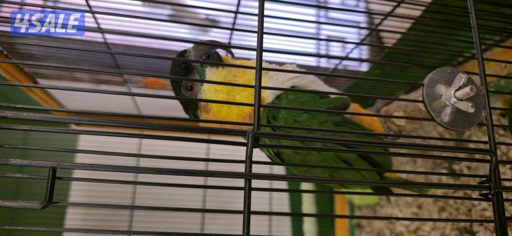 طير كايك(بلاك هيد)2