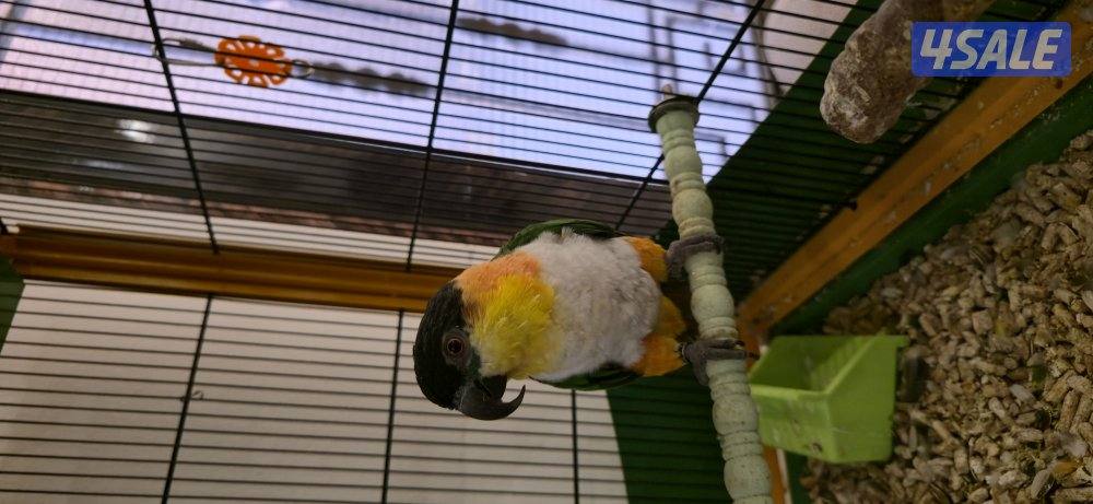 طير كايك(بلاك هيد)3