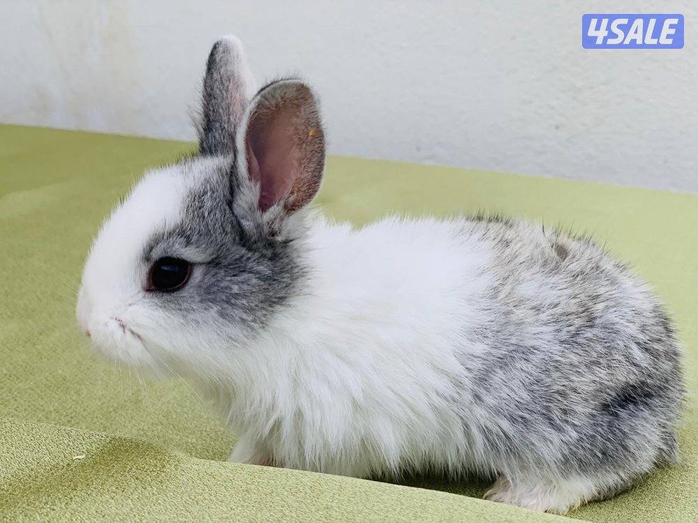 للبيع ارانب فرنسية صغار 🐰3