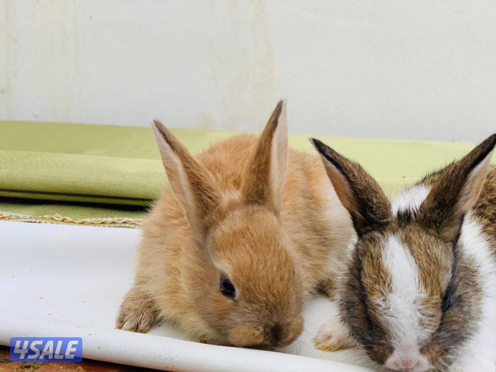 للبيع ارانب فرنسية صغار 🐰5