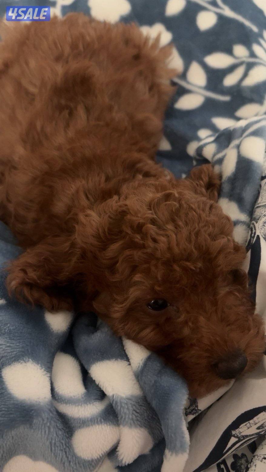 جلب توي بودل للبيع1