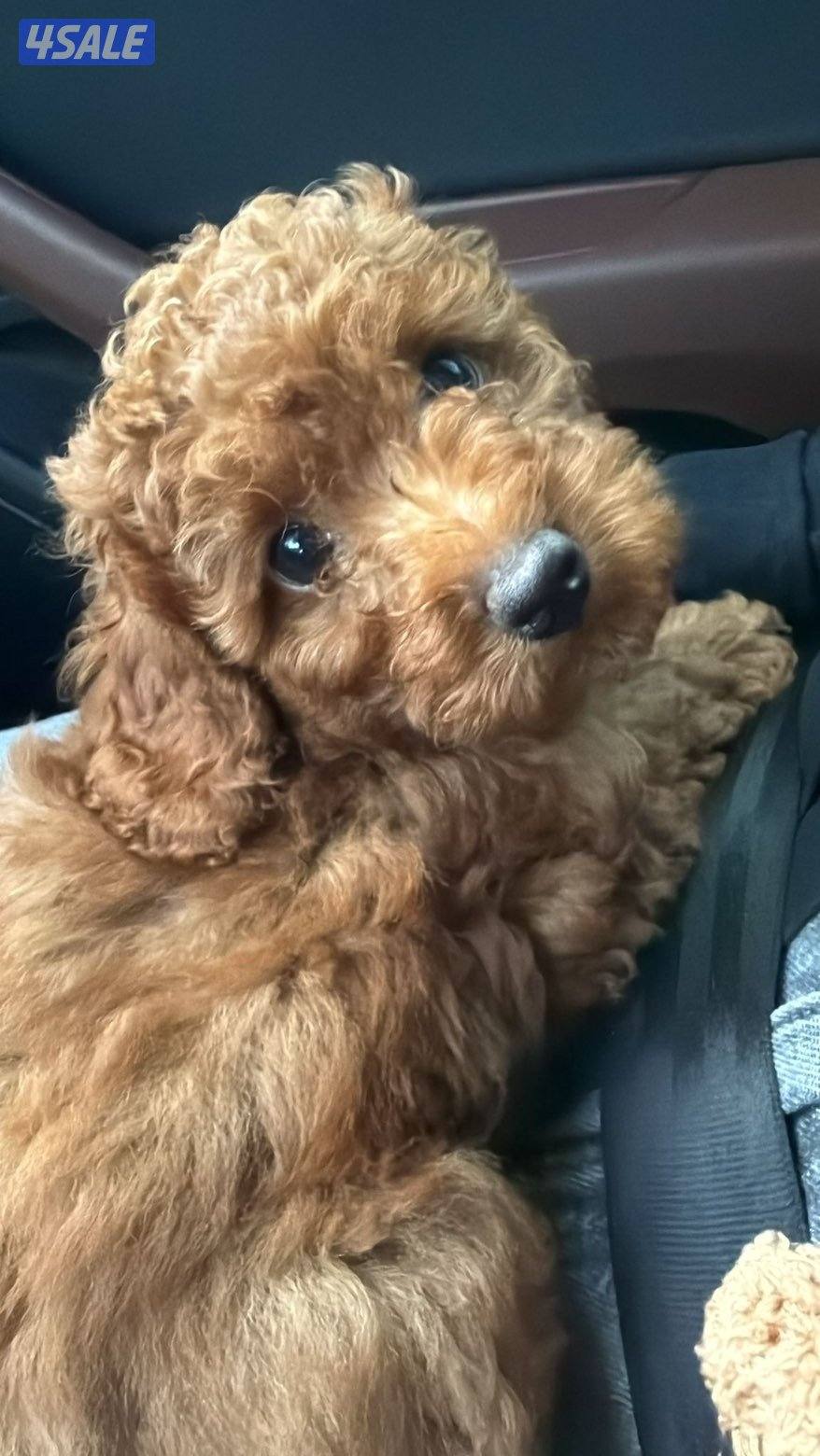 جلب توي بودل للبيع0