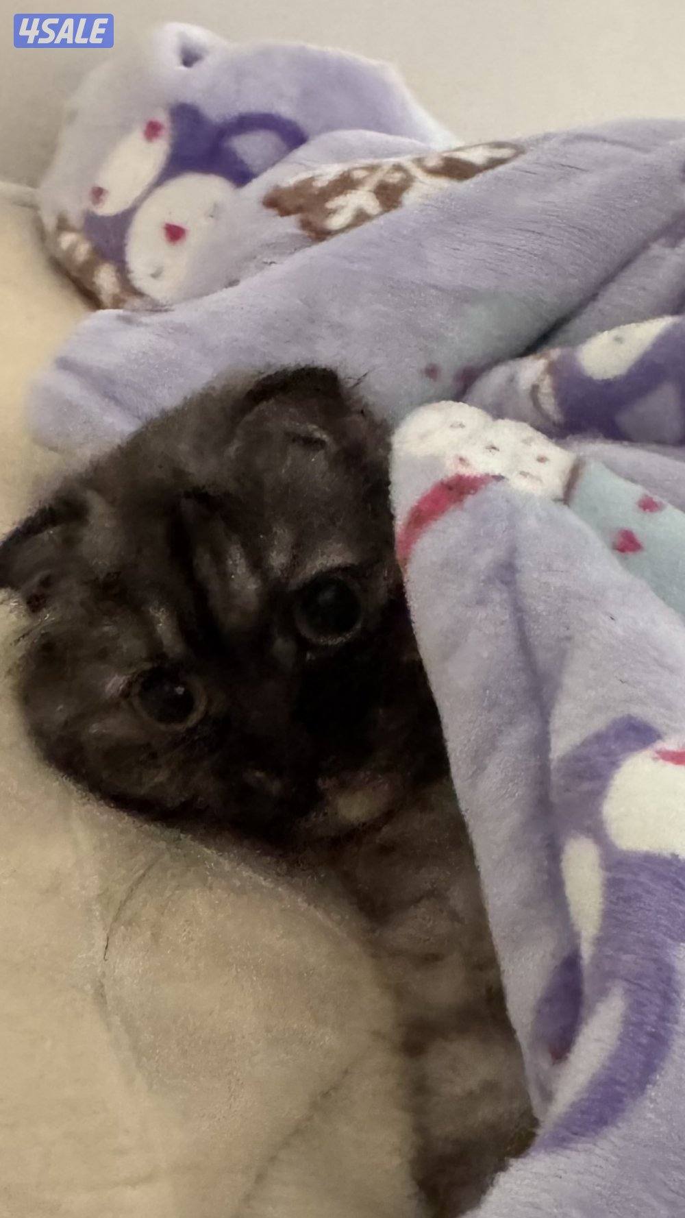 قطوه سكوتش0