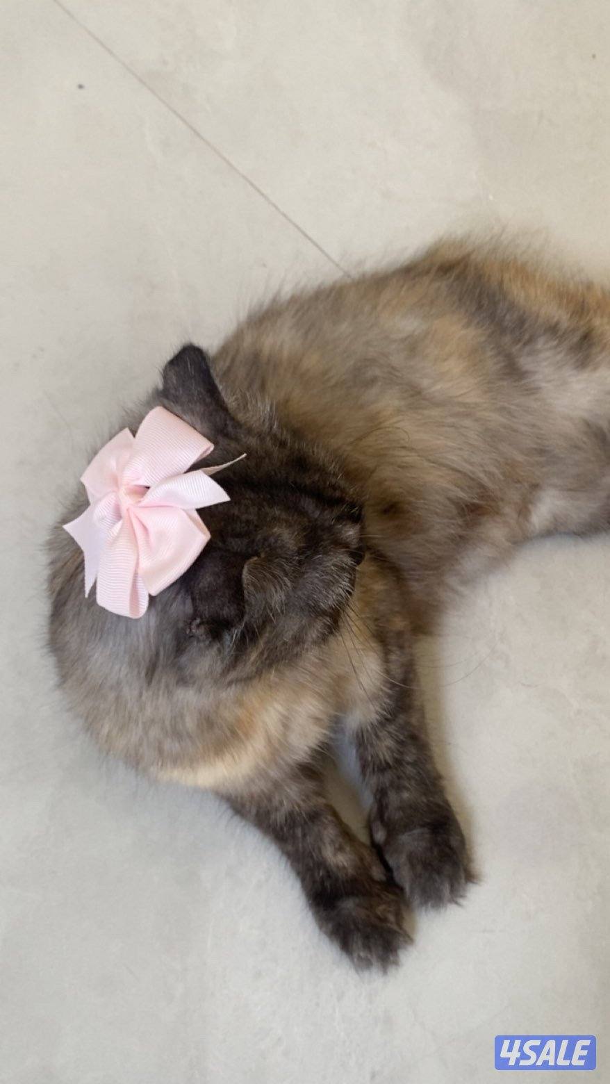 قطوه سكوتش1