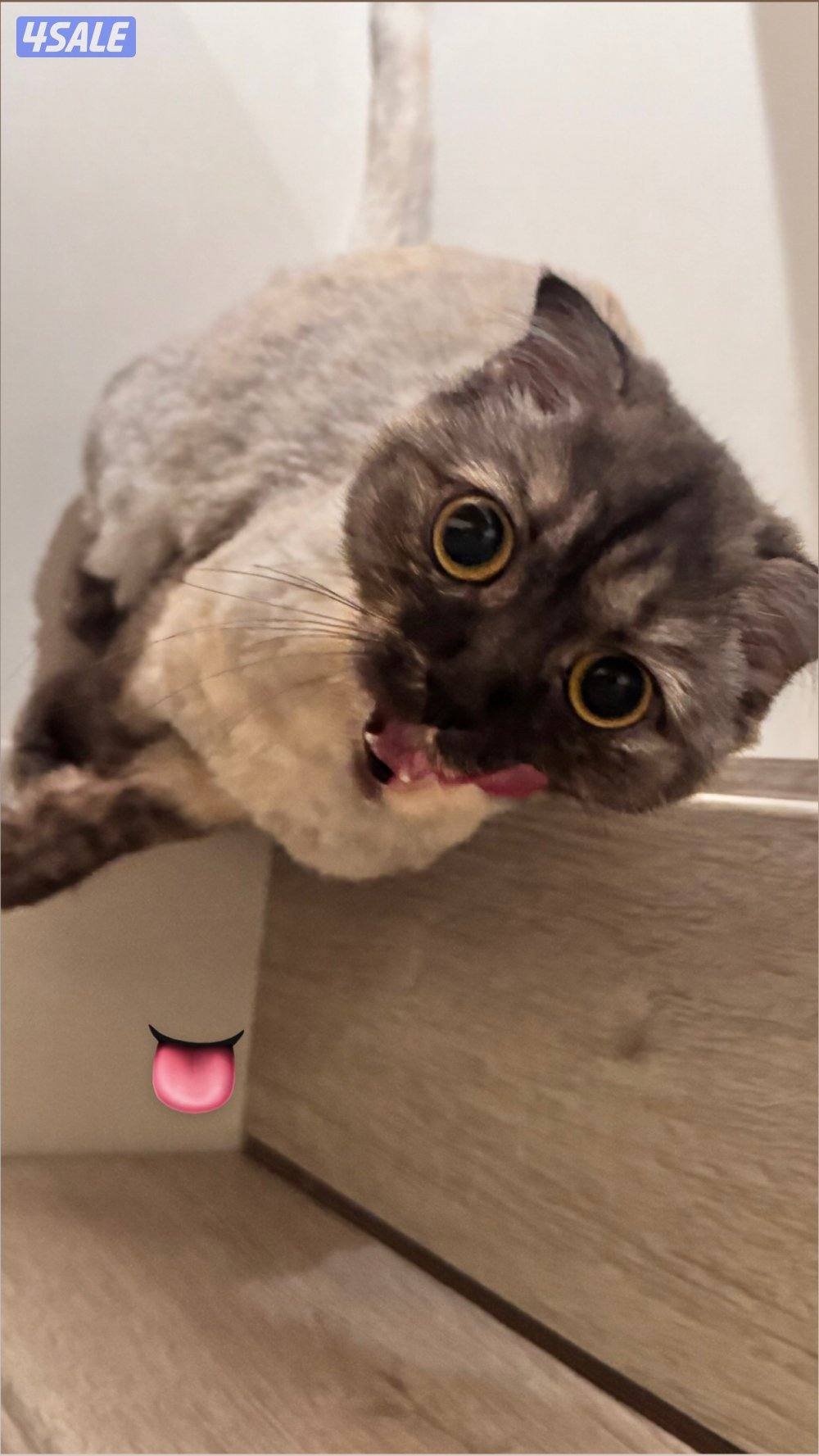 قطوه سكوتش2