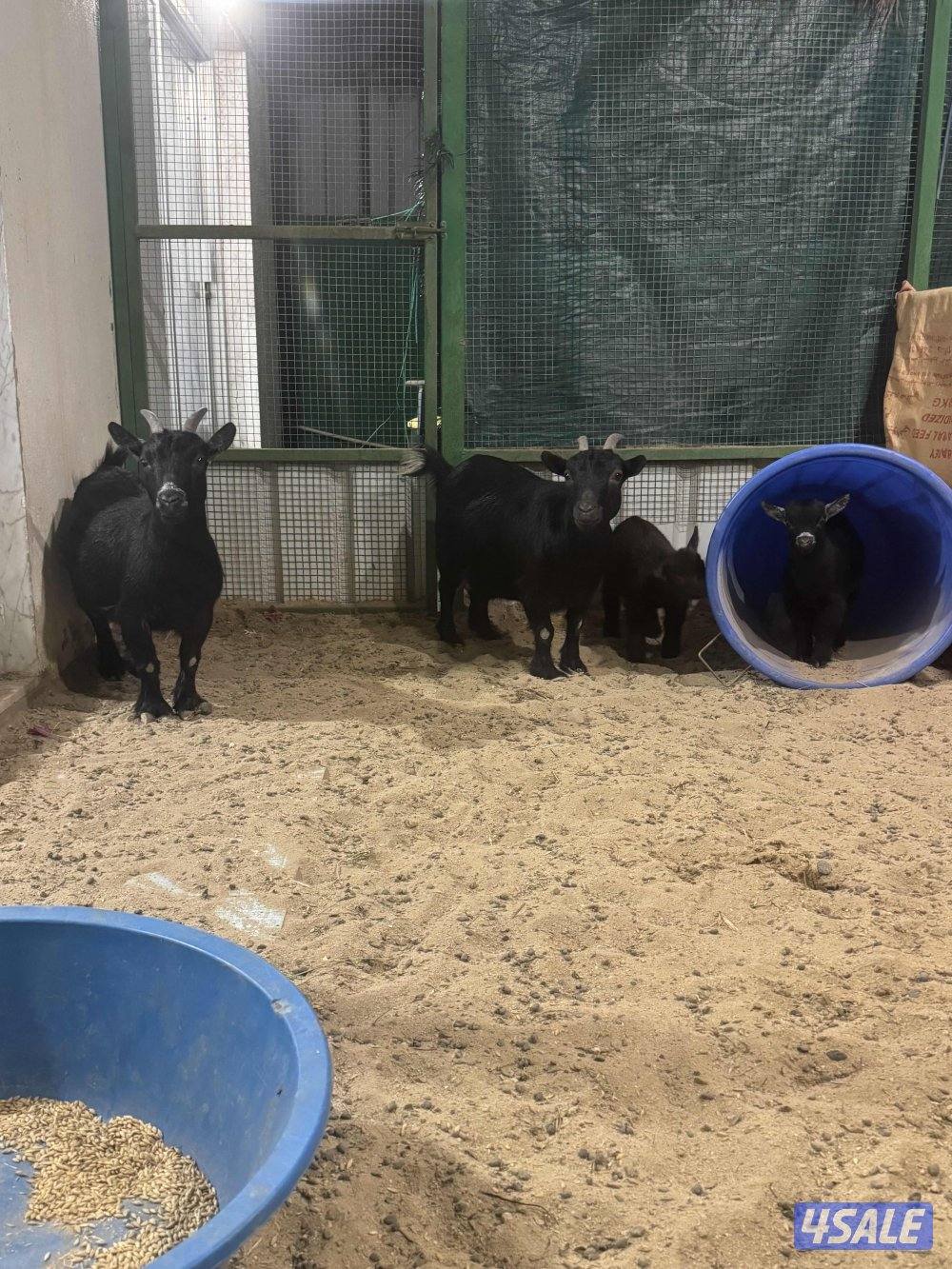 للبيع مطافيل0