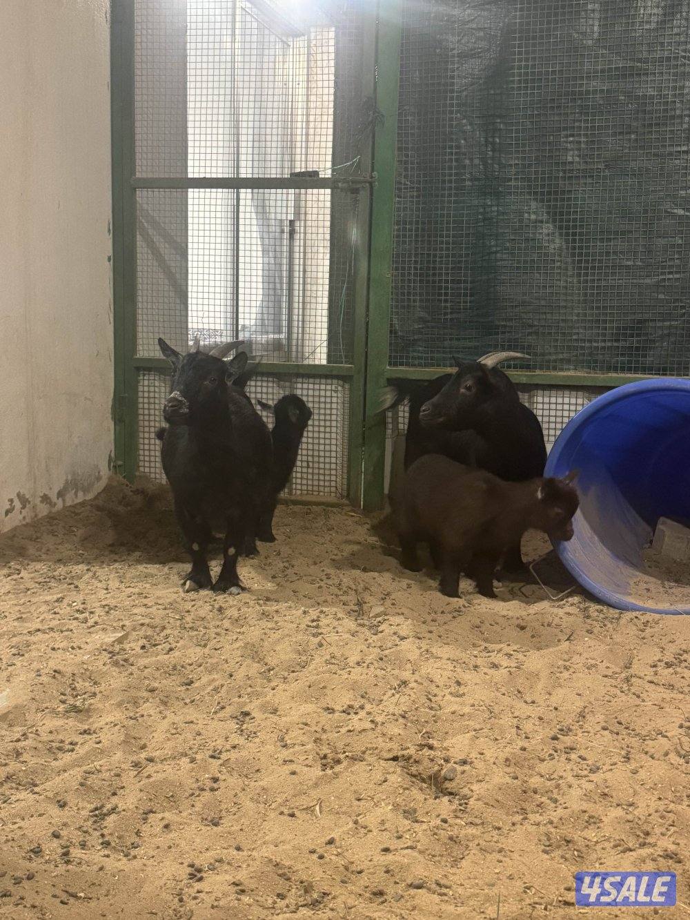 للبيع مطافيل1