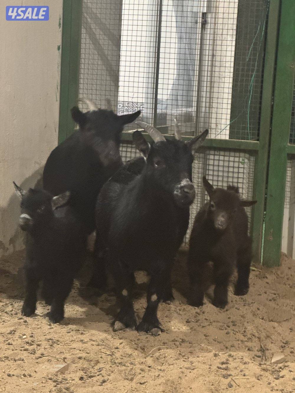 للبيع مطافيل2