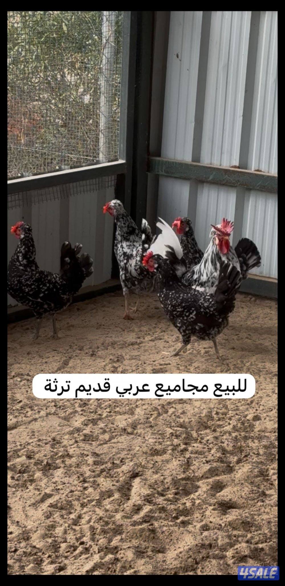 للبيع مجاميع وفروخ دجاج عربي قديم ترثة مستويات طيبة0