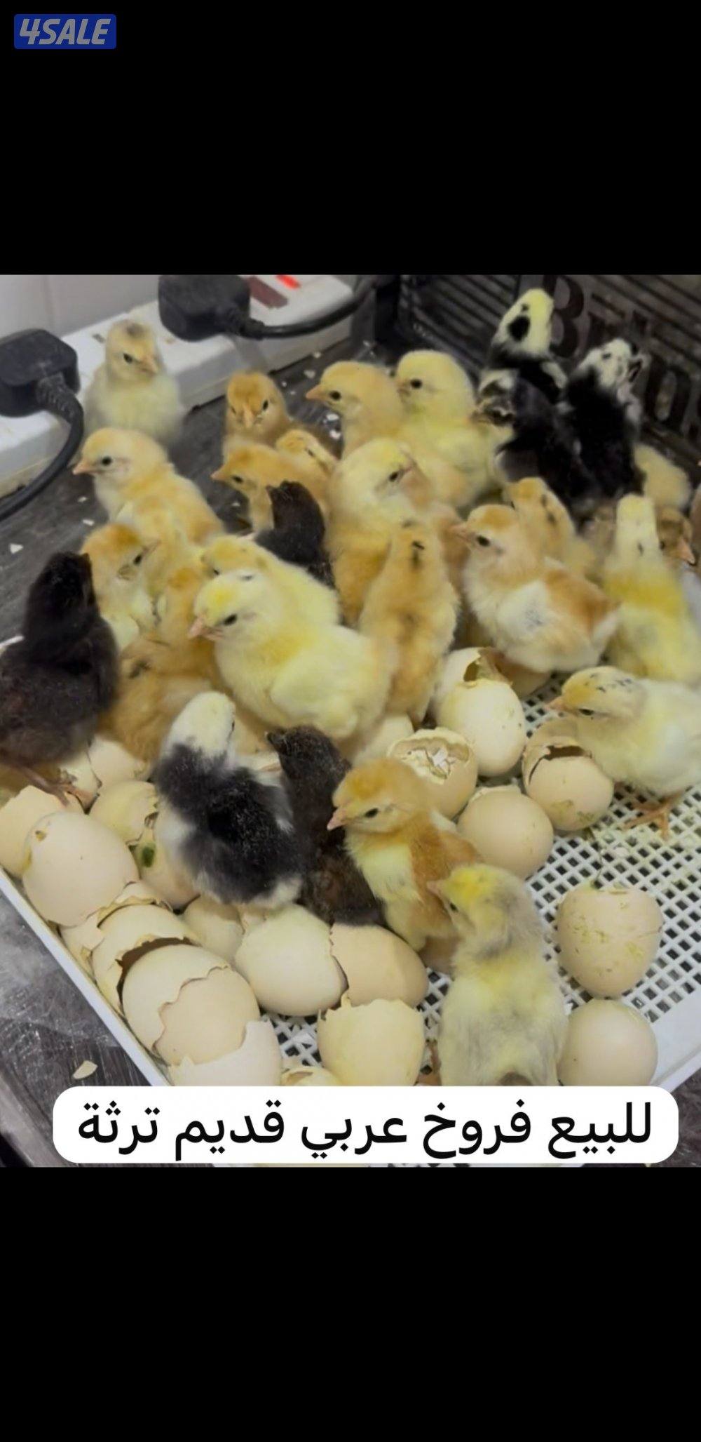 للبيع مجاميع وفروخ دجاج عربي قديم ترثة مستويات طيبة1