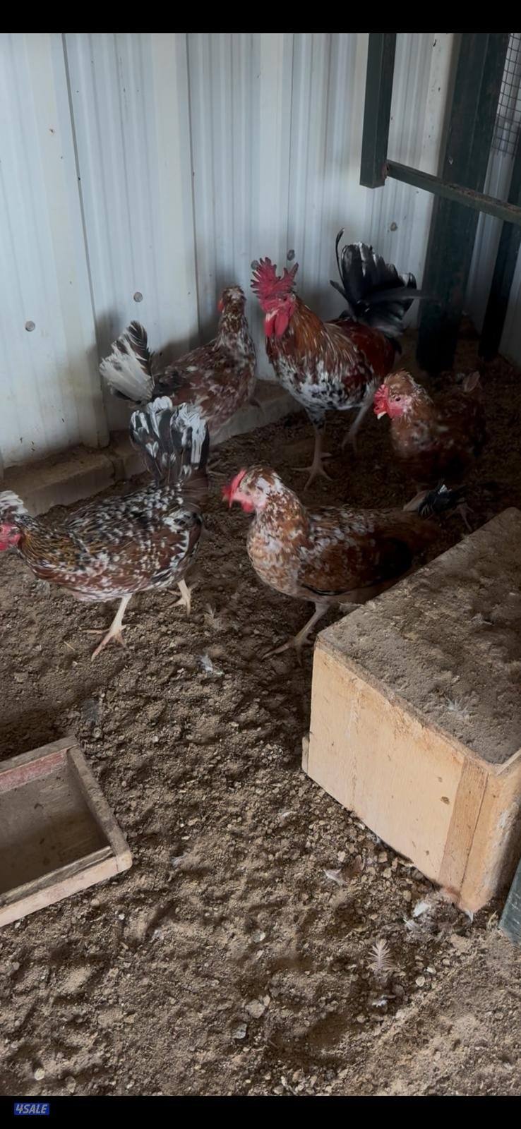 للبيع مجاميع وفروخ دجاج عربي قديم ترثة مستويات طيبة2