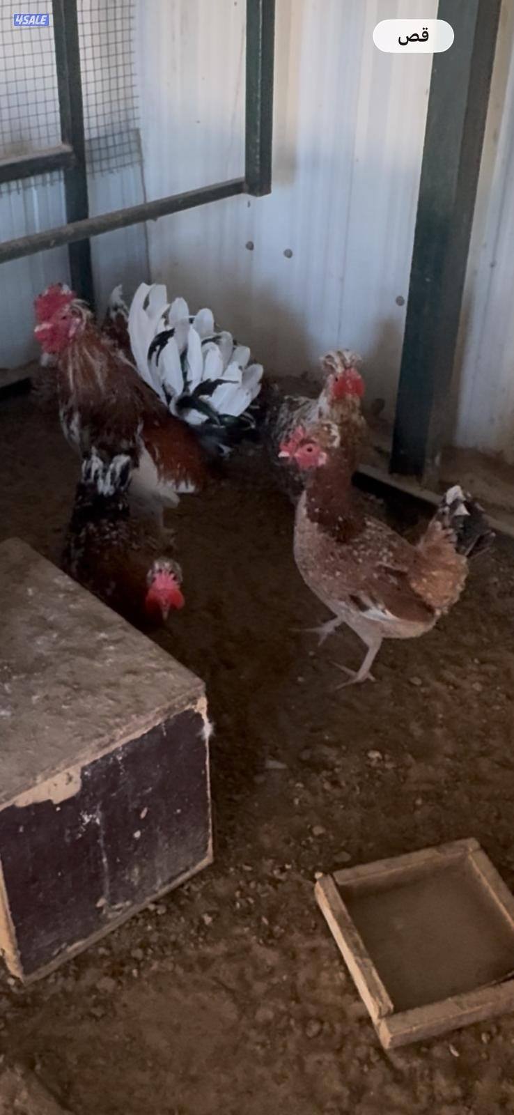 للبيع مجاميع وفروخ دجاج عربي قديم ترثة مستويات طيبة4
