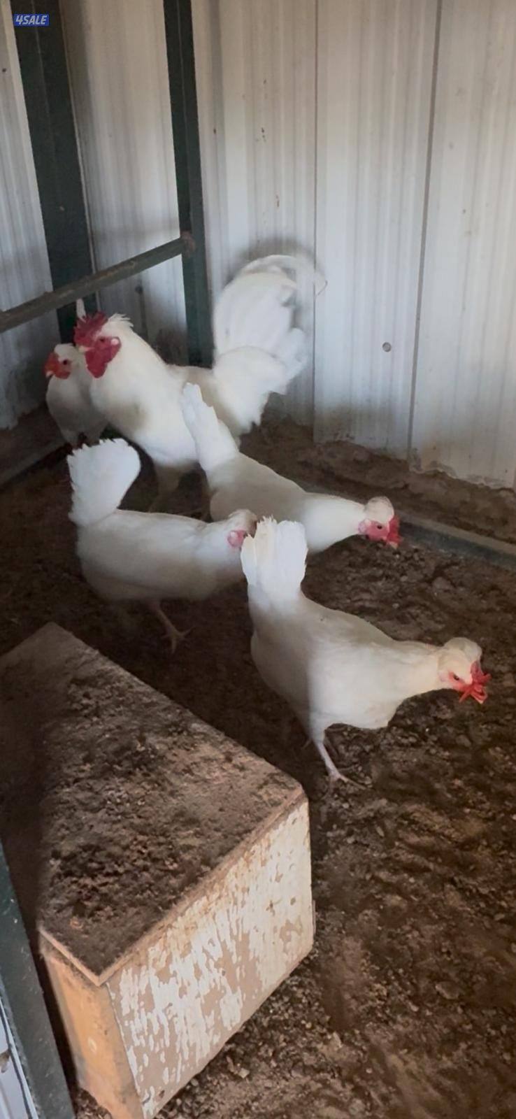 للبيع مجاميع وفروخ دجاج عربي قديم ترثة مستويات طيبة5