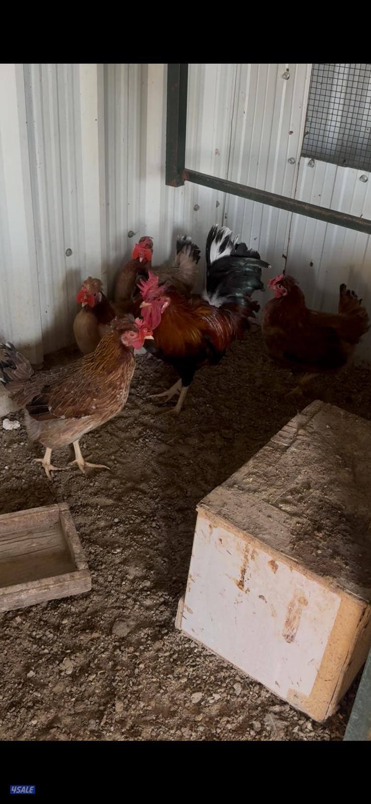 للبيع مجاميع وفروخ دجاج عربي قديم ترثة مستويات طيبة6
