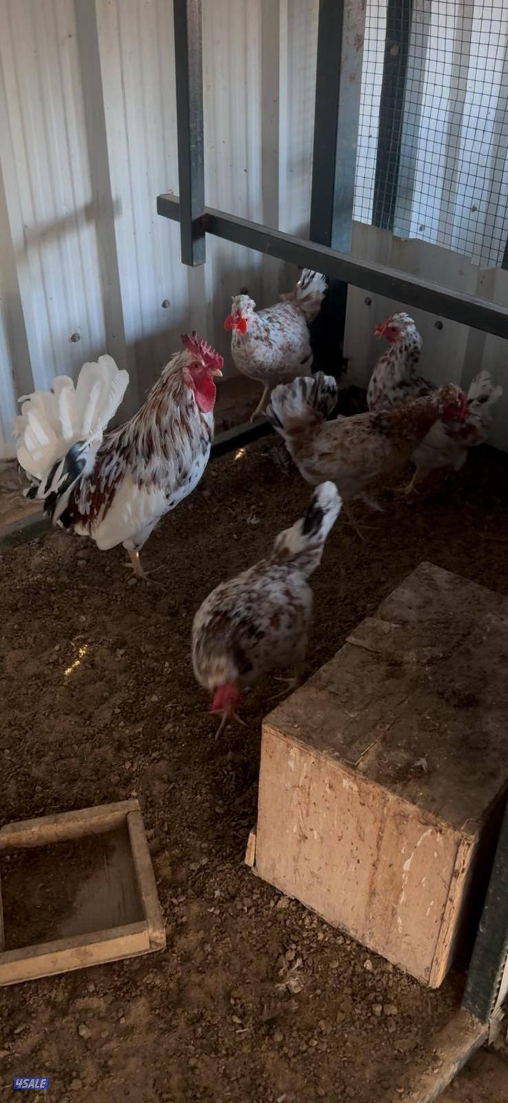 للبيع مجاميع وفروخ دجاج عربي قديم ترثة مستويات طيبة7