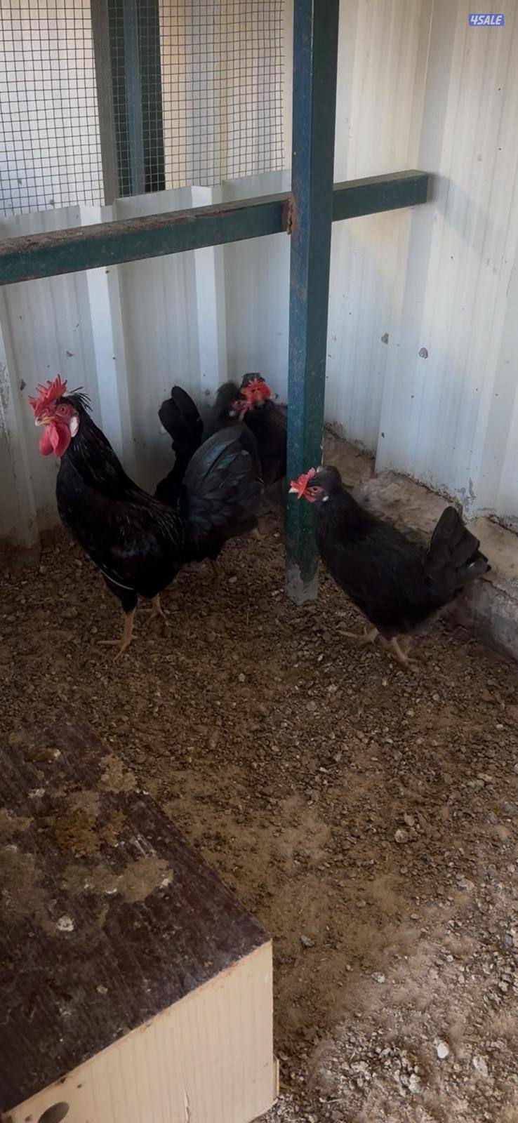 للبيع مجاميع وفروخ دجاج عربي قديم ترثة مستويات طيبة9