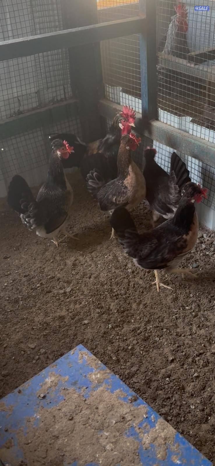 للبيع مجاميع وفروخ دجاج عربي قديم ترثة مستويات طيبة8