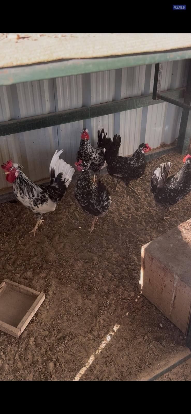 للبيع مجاميع وفروخ دجاج عربي قديم ترثة مستويات طيبة10