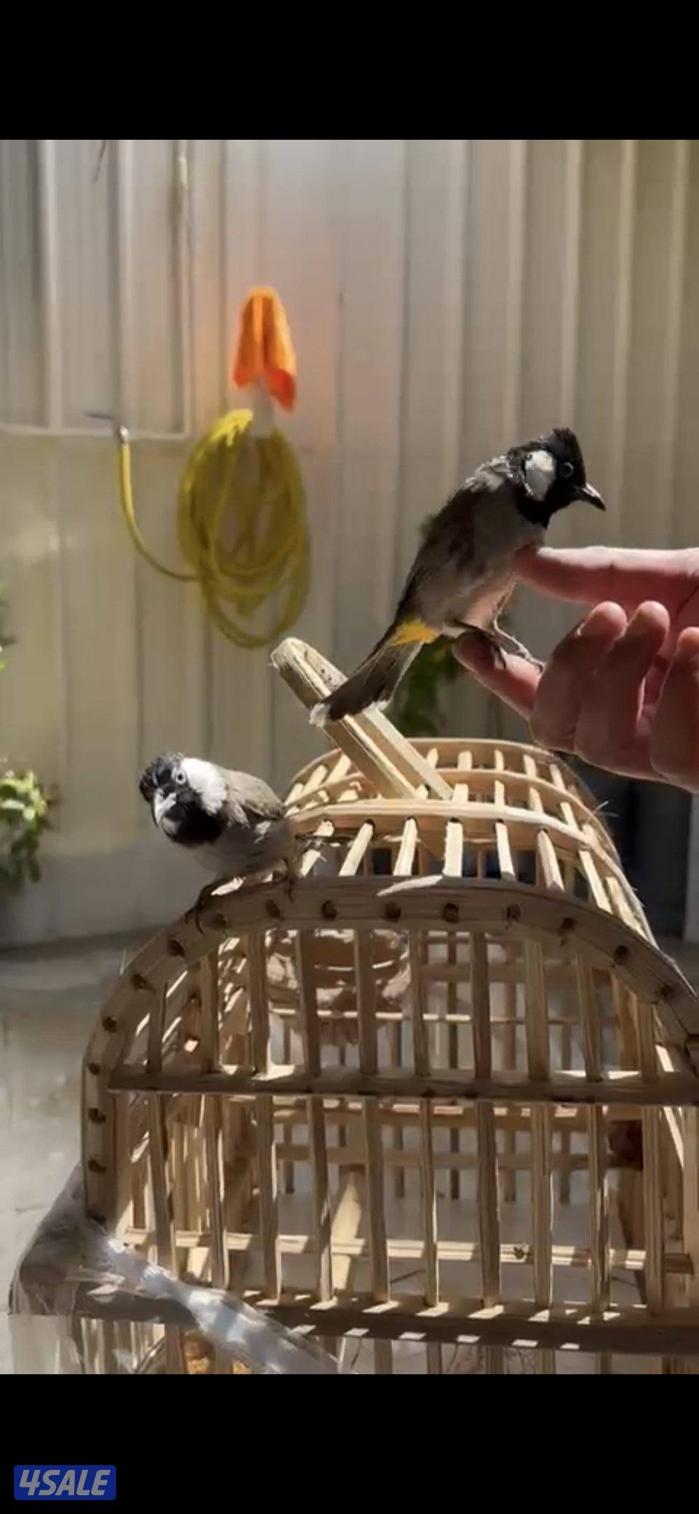 للبيع زوج بلابل ربوة قفص0