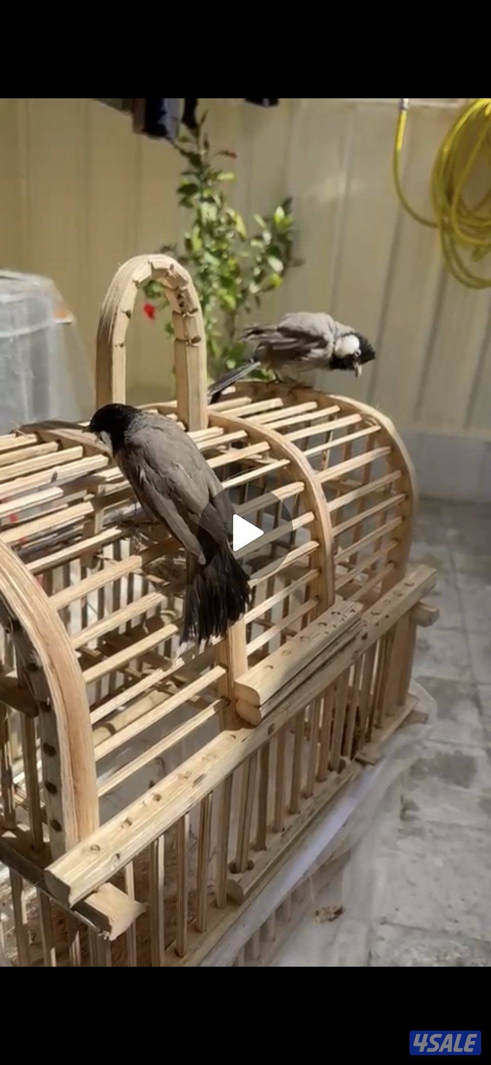 للبيع زوج بلابل ربوة قفص1
