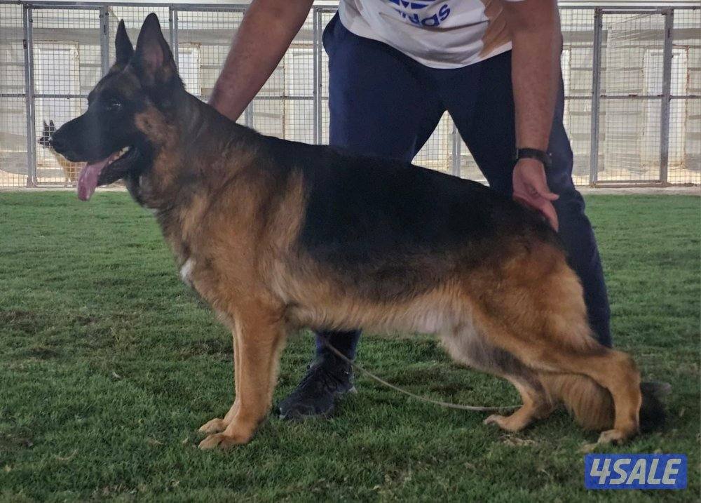 للبيع يراوه جيرمن شيبرد1