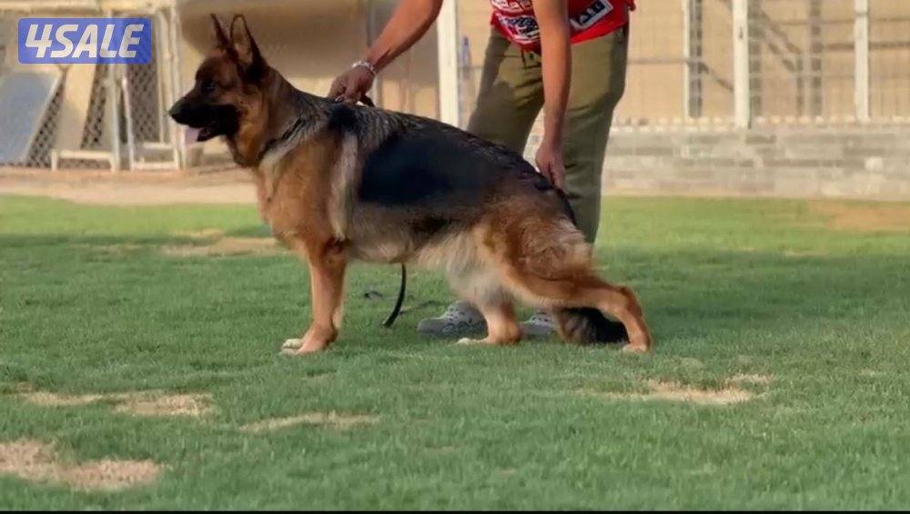 للبيع يراوه جيرمن شيبرد0