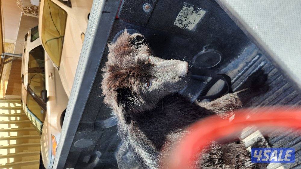 انثى بلاك جاك  عمر ٤ شهور تقريبا0