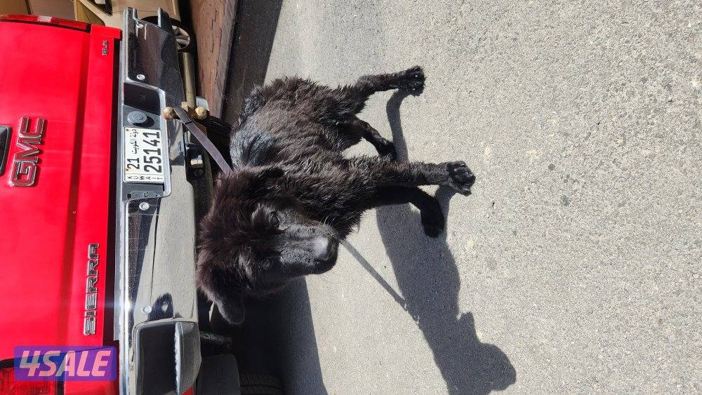 انثى بلاك جاك  عمر ٤ شهور تقريبا2