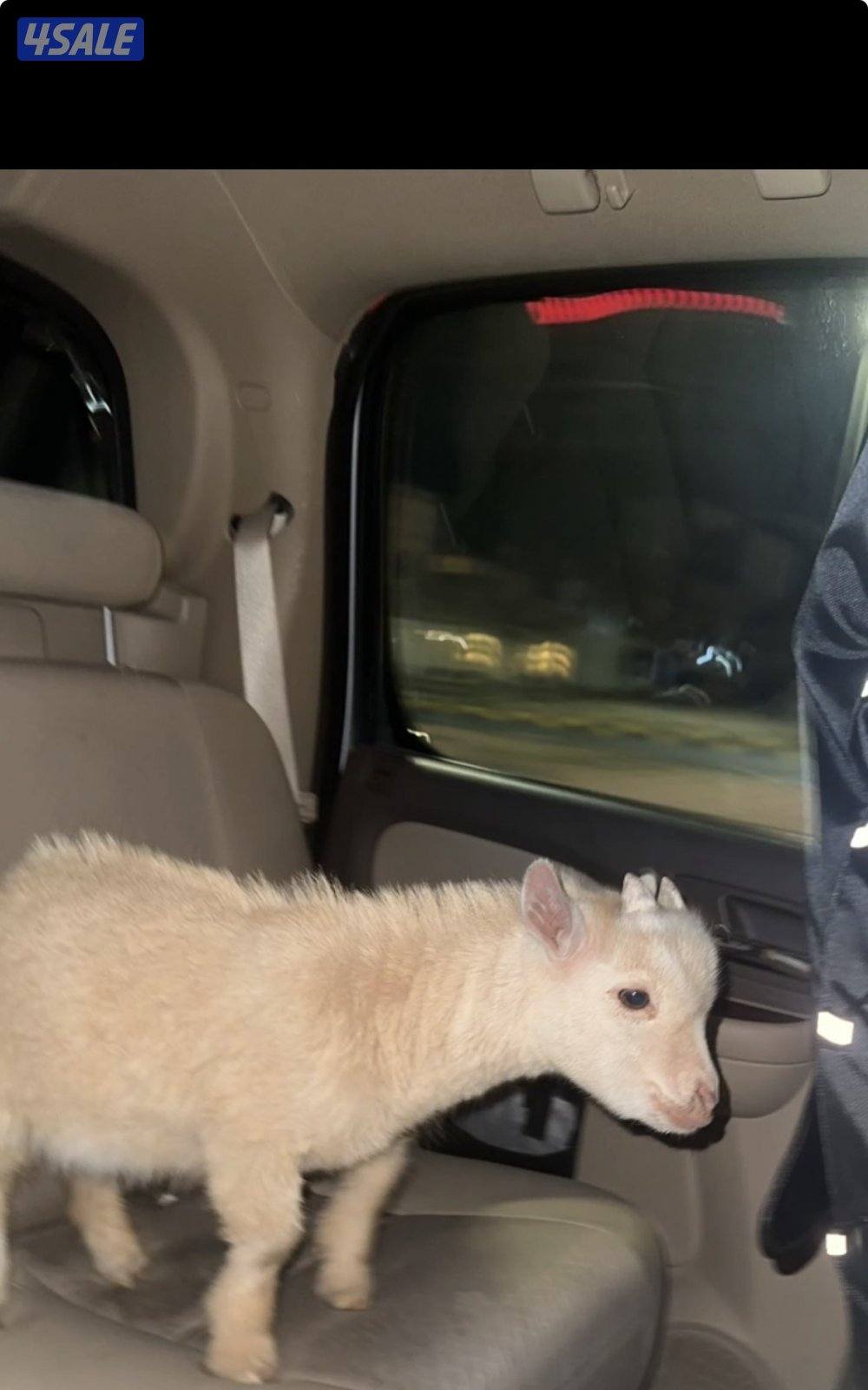 للبيع تيس جيكي0