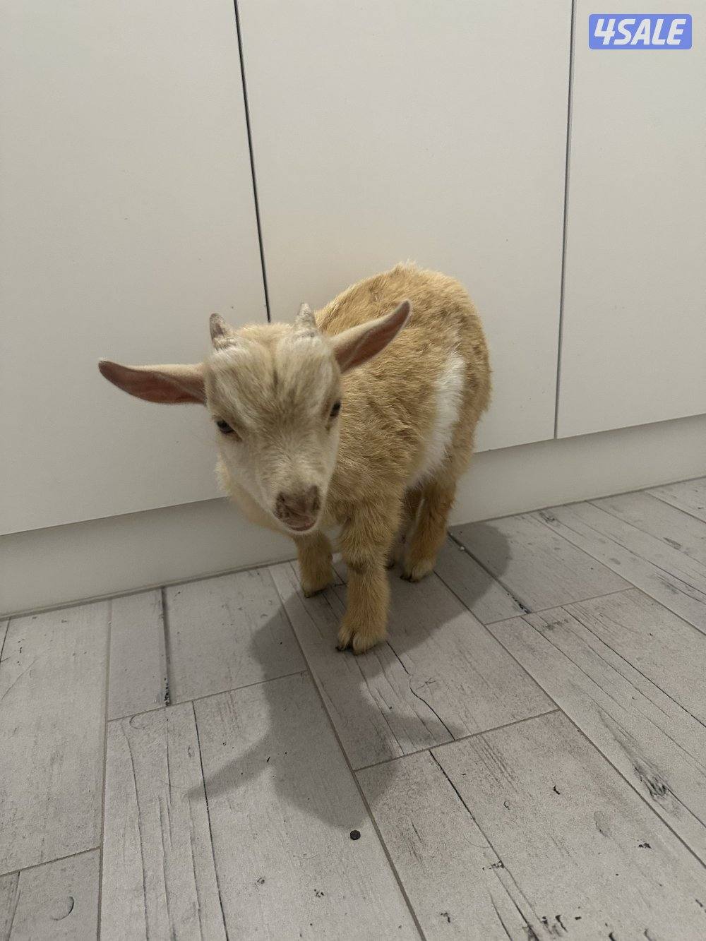 للبيع تيس جيكي1