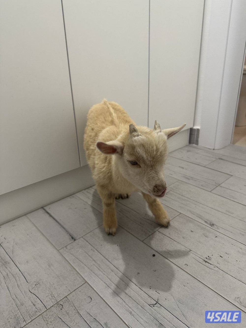 للبيع تيس جيكي2